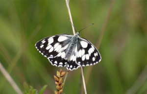 Demi-deuil1_christelechauchereau