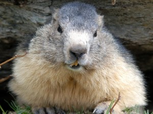 Trêvedesconfiseurs_christelechauchereau