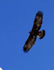 Supervision_christelechauchereau