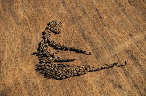 Troupeau-de-moutons-pres-de-kefraiya-liban-yann-arthus-bertrand-la-terre-vue-du-ciel.1195491968